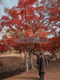 🍂 Autumn in Nara Park🍁🫎