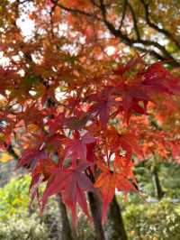 🍁✨โอซาก้า (Osaka)” ฤดูใบไม้เปลี่ยนสี