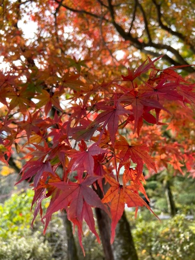 🍁✨โอซาก้า (Osaka)” ฤดูใบไม้เปลี่ยนสี