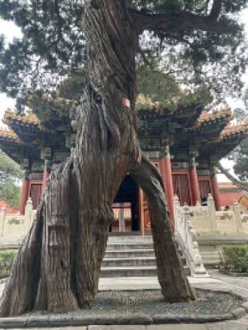 Beijing Courtyards✨  