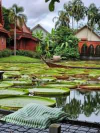 Lily Lake Escape🌿