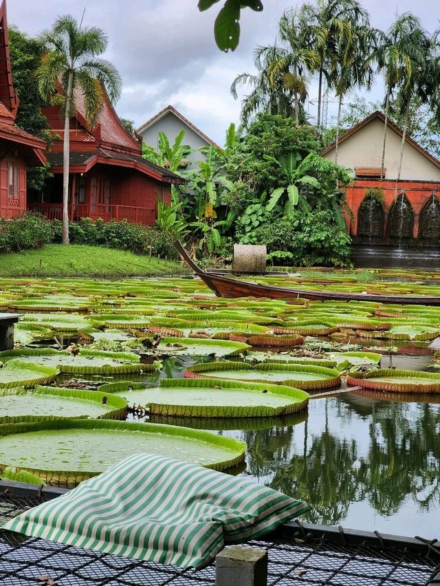 Lily Lake Escape🌿