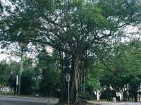 Family-Friendly Birding at Wetland Putrajaya: A Fun Outdoor Activity for Kids