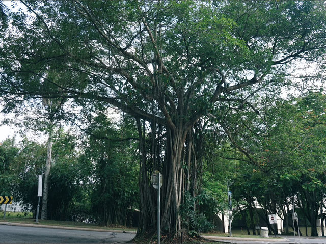 Family-Friendly Birding at Wetland Putrajaya: A Fun Outdoor Activity for Kids