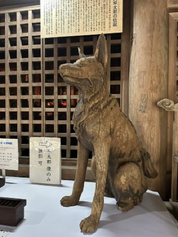 Komagane 🐕 Meet the Spirit Dog Hayataro 🇯🇵