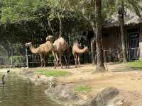 DaNang and Hoi An Magic holiday escape for family✨