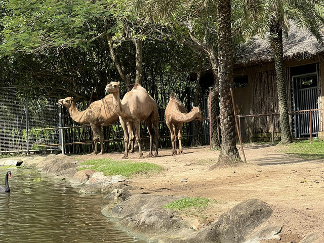 DaNang and Hoi An Magic holiday escape for family✨ DaNang and Hoi An Magic holiday escape for family✨