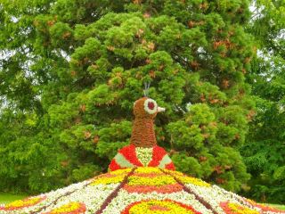 🌹 Mainau Island Flower Garden, Germany 🇩🇪

เกาะดอกไม้แห่งทะเลสาบคอนสแตนซ์

🌹 Mainau Island หรือที่รู้จักกันในชื่อ "เกาะดอกไม้แห่งเยอรมนี" ตั้งอยู่กลางทะเลสาบคอนสแตนซ์ ทางตอนใต้ของประเทศเยอรมนี เป็นหนึ่งในสวนดอกไม้ที่สวยงามที่สุดในยุโรป และเป็นจุดหมายปลายทางยอดนิยมสำหรับผู้ที่หลงใหลในธรรมชาติและสีสันของพรรณไม้นานาชนิด

ตลอดทั้งปี เกาะแห่งนี้เต็มไปด้วยดอกไม้ที่ผลัดเปลี่ยนหมุนเวียนกันบานอย่างต่อเนื่อง ตั้งแต่ทิวลิปนับแสนดอกในฤดูใบไม้ผลิ ไปจนถึงกุหลาบกว่า 12,000 ต้นในช่วงฤดูร้อน ทุกพื้นที่ได้รับการออกแบบอย่างประณีตจนกลายเป็นสวนระดับโลกที่มีเสน่ห์ไม่เหมือนใคร

หนึ่งในจุดเด่นที่ได้รับความนิยมมากที่สุดคือสวนกุหลาบขนาดใหญ่ที่ส่งกลิ่นหอมอบอวลไปทั่วบริเวณ นอกจากนี้ยังมีบ้านผีเสื้อเขตร้อนที่รวบรวมผีเสื้อหลากหลายสายพันธุ์จากทั่วโลก ท่ามกลางสวนเขตร้อนอันร่มรื่นและสวยงาม

เมื่อเดินไปตามเส้นทางรอบเกาะ นักท่องเที่ยวจะได้ชมวิวทะเลสาบคอนสแตนซ์สีฟ้าครามที่ทอดยาวสุดสายตา ผสมผสานกับสีสันของดอกไม้นานาพันธุ์อย่างลงตัว จนได้รับการยกย่องว่าเป็นหนึ่งในสถานที่โรแมนติกที่สุดของยุโรป

ไม่ว่าจะเป็นฤดูใด Mainau Island ก็พร้อมมอบประสบการณ์แห่งความงดงาม ความสงบ และความประทับใจให้กับผู้มาเยือน เป็นอีกหนึ่งจุดหมายในฝันของคนรักดอกไม้จากทั่วโลก

📍 จุดเช็กอินห้ามพลาด 🌹 สวนกุหลาบขนาดใหญ่ 🦋 บ้านผีเสื้อเขตร้อน 🏰 พระราชวัง Mainau 🌷 สวนทิวลิปฤดูใบไม้ผลิ 📸 จุดชมวิวทะเลสาบคอนสแตนซ์

#MainauIsland #GermanyTravel #FlowerGarden #RoseGarden #LakeConstance #NatureLover #TravelPhotography #BeautifulDestinations 🌹🦋🇩🇪📸✨🌷🏰🌿🌺