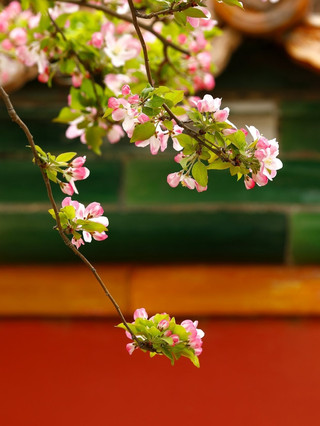 The First Crabapple Blossoms of Spring in the Forbidden City 🌸