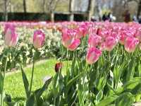 The Most Beautiful Spring Garden in the World