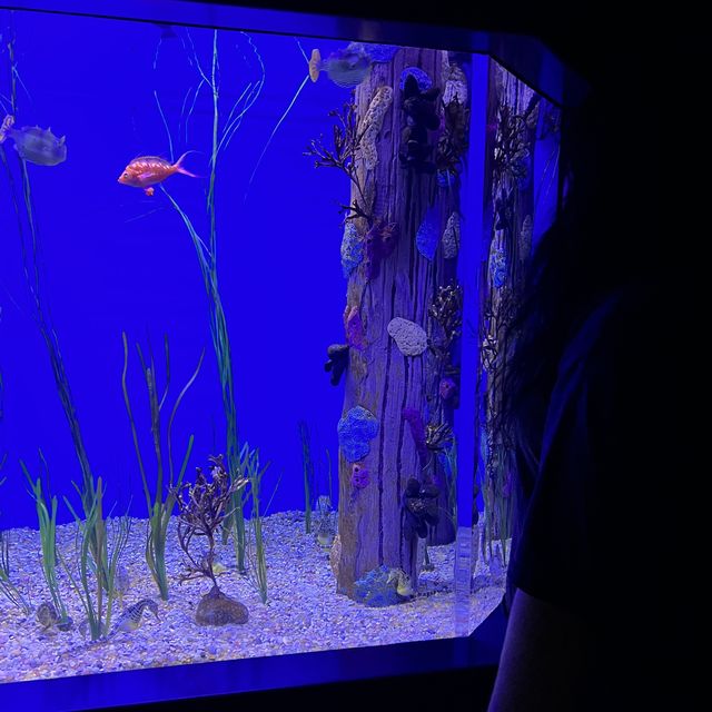 Ripley’s Aquarium in Gatlinburg, TN