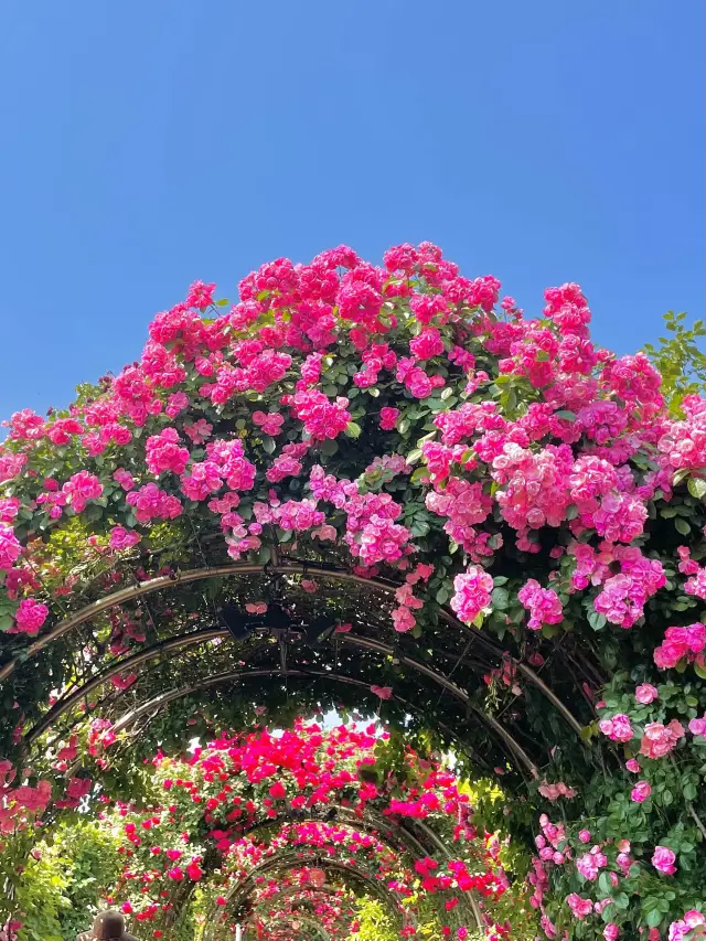 앞으로 한달 뒤 만날 수 있는 서울 장미스팟🌹