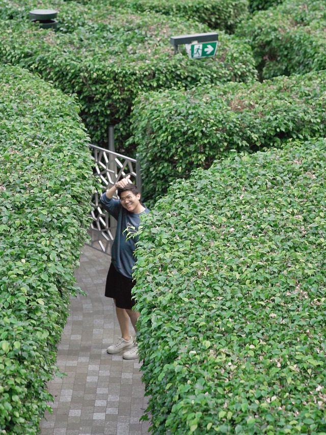 Hedge Maze