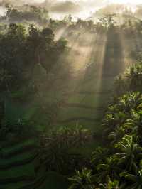 Sunrise over Bali’s rice terraces 🌅
