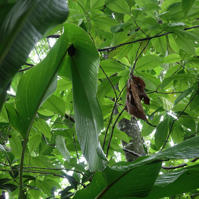 In search of Sloths 