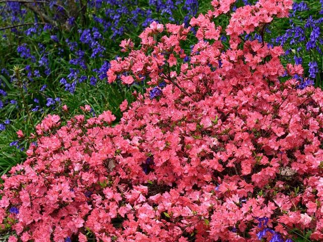 Mount Congreve Gardens 🌼