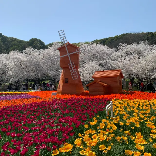 上方山国家森林公园: Flower Festival 2024 🌸 