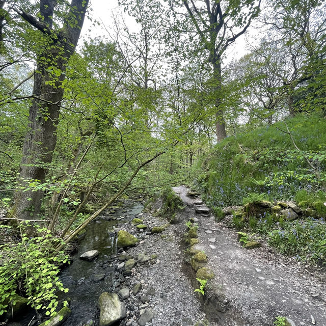 A bluebell walk