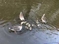 Delightful Ducklings