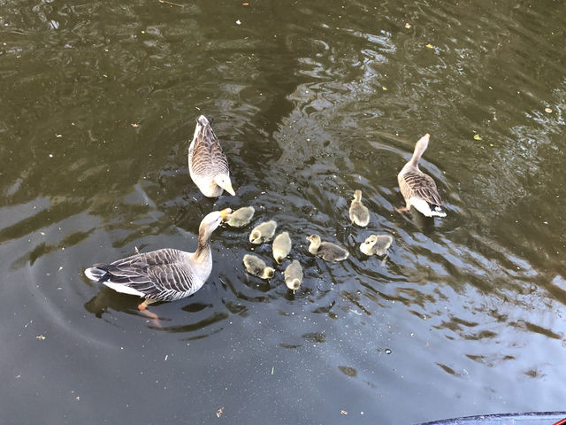 Delightful Ducklings
