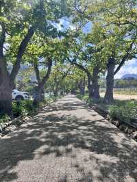 Groot Constantia Wine Route 🍷