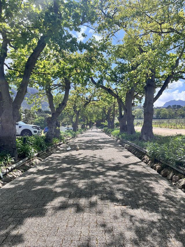 Groot Constantia Wine Route 🍷