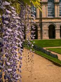 🌸 Wisteria Season in Oxford: A Dreamy Purple Veil over the City of Spires 🇬🇧✨