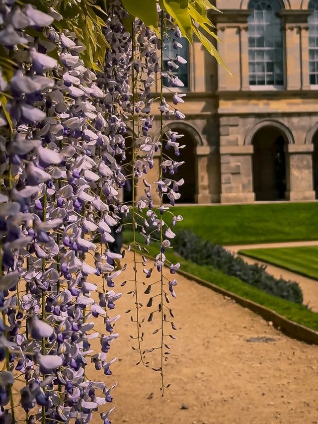 🌸 Wisteria Season in Oxford: A Dreamy Purple Veil over the City of Spires 🇬🇧✨