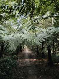 Step into a Prehistoric World: Suoluo Valley’s Jurassic Park Adventure!