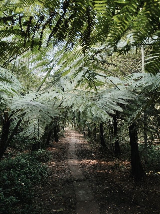 Step into a Prehistoric World: Suoluo Valley’s Jurassic Park Adventure!
