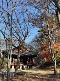 Autumn Suwon Vibes🍂