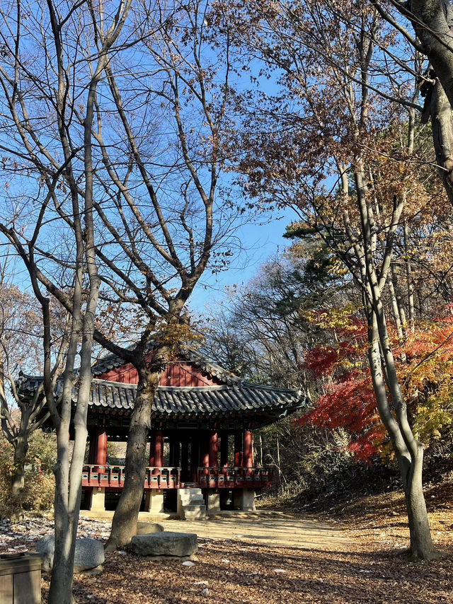Autumn Suwon Vibes🍂