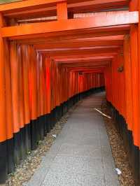 1000 Torii Gate Magic🛤️