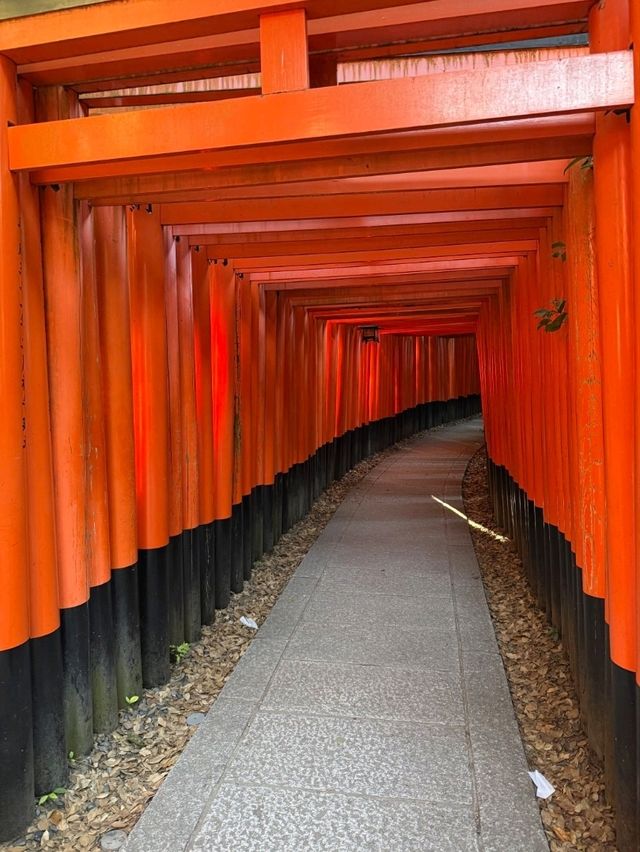 1000 Torii Gate Magic🛤️