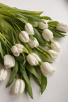 พาคู่ซี้ตะลอนทัวร์