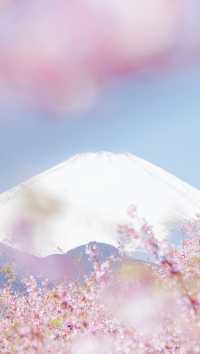 March, go to Japan to enjoy cherry blossoms.