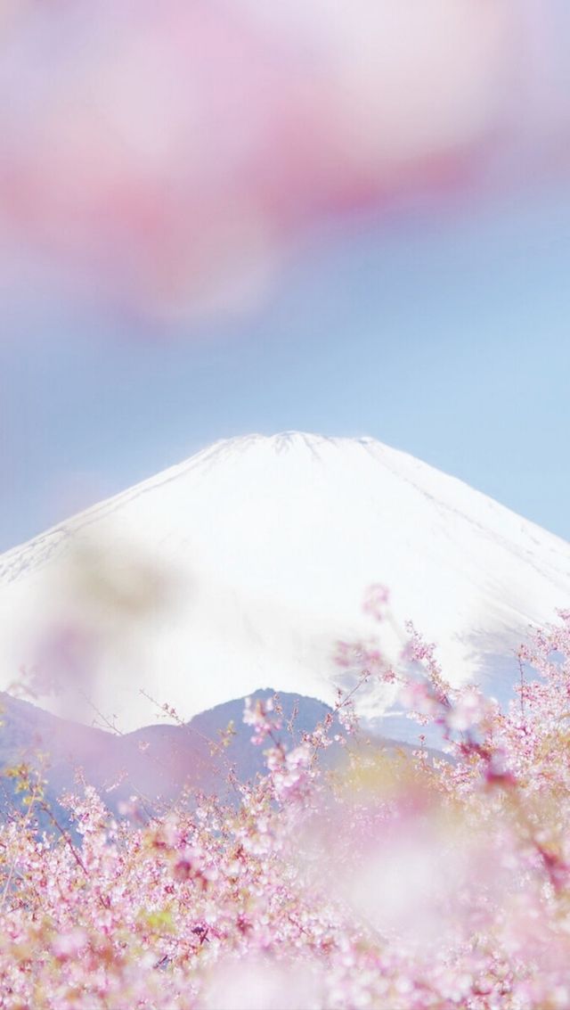 March, go to Japan to enjoy cherry blossoms.