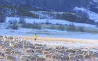 蒙古族自古有着“草原五畜”的提法，草原五畜是指蒙古族放牧的双峰驼、蒙古馬、牛、山羊和綿羊，根據草原、杭蓋、戈壁的不同地理環境，結合五畜的生理特點合理利用草原和草場，四季輪牧，多種經營，是蒙古族先民智慧和經驗的結晶