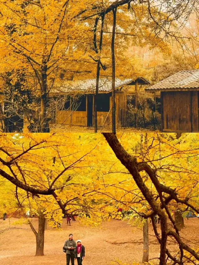 Don't just know Nanxiong for admiring ginkgo, have you been to the first ginkgo village in China