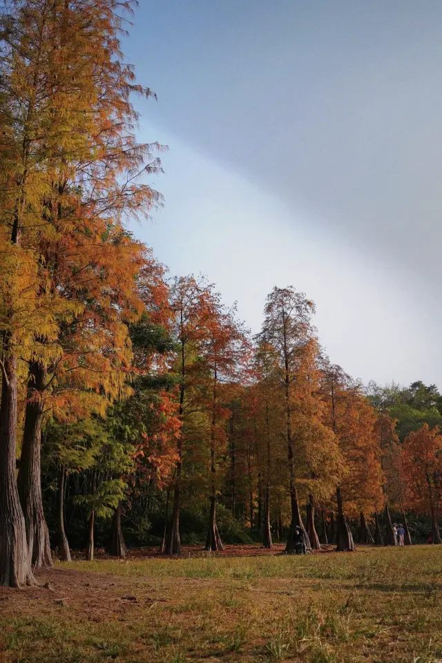 The Metasequoia in Huangpo Cave, Baiyun Mountain, Guangzhou, has turned red surprisingly