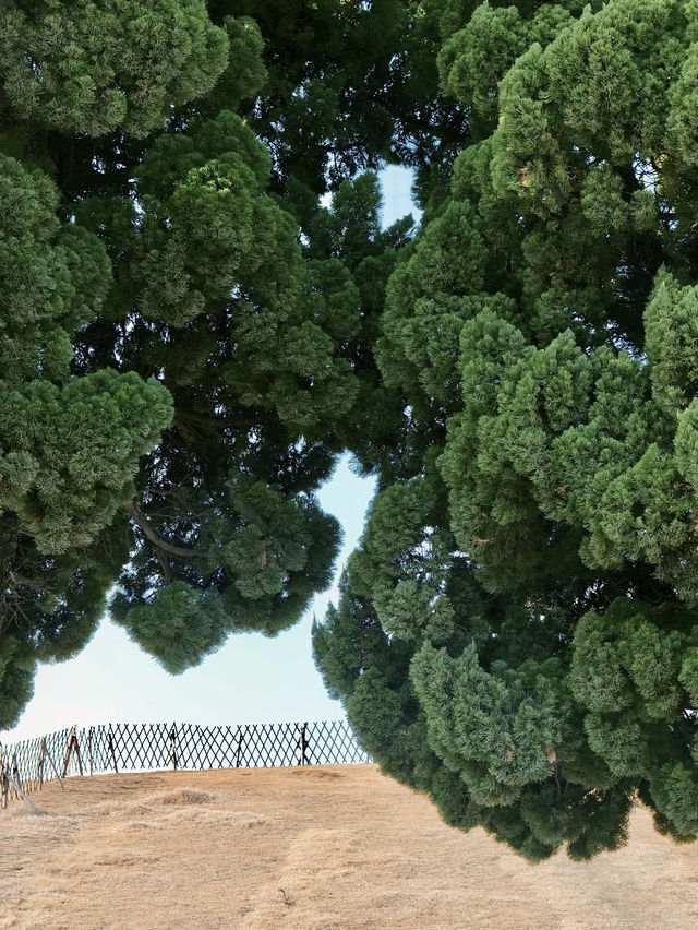 西伯利亞的海鷗都來青島了，你還不來嘛