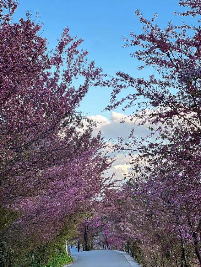 In Dali | The cherry blossoms in Wuliang Mountain have already bloomed, it's absolutely beautiful! Hurry up and come!|||