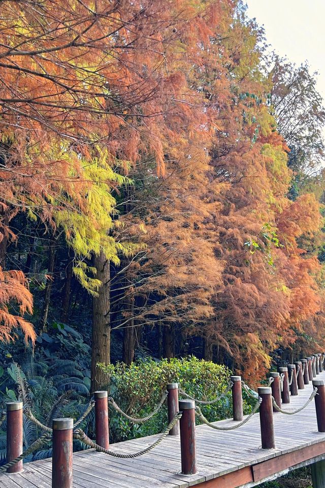 深圳拍照 新年去仙湖植物園看一次落羽杉吧 深圳拍照 新年去仙湖植物園看一次落羽杉吧