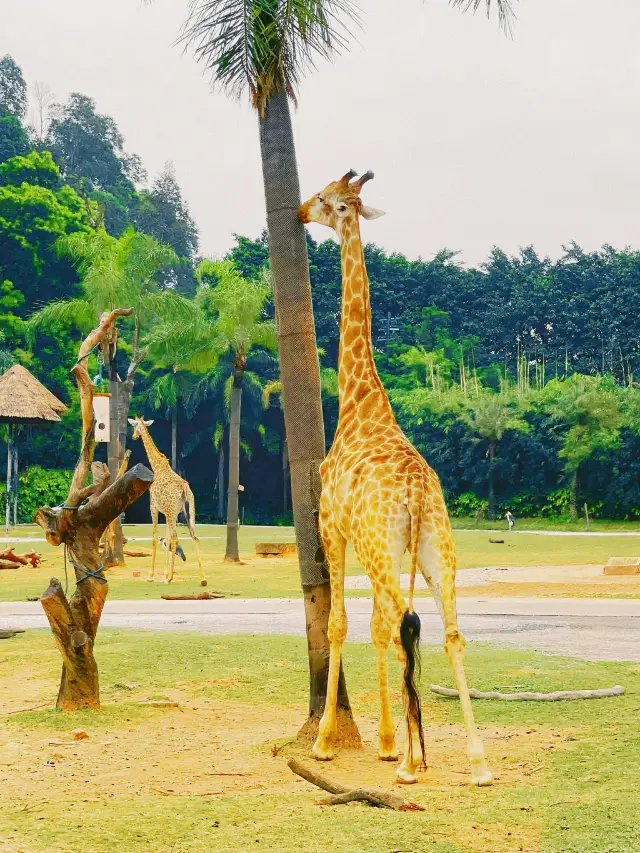 Chimelong Wildlife World ~ คุณคู่ควรมาที่นี่อย่างแน่นอน