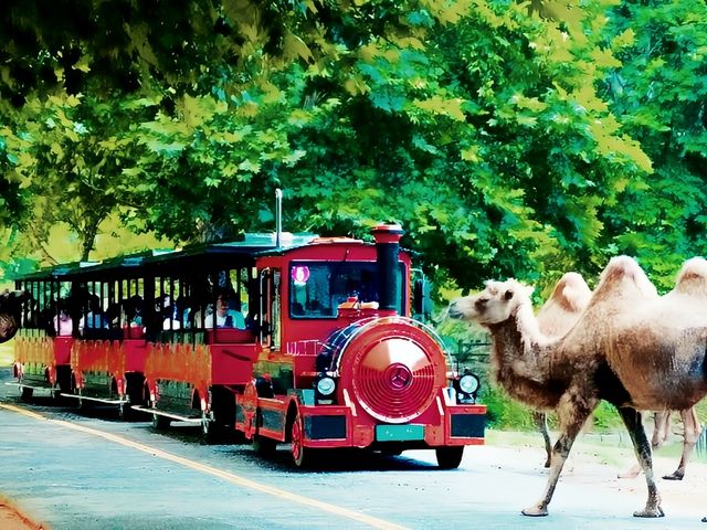 杭州野生動物世界，你去過嗎？