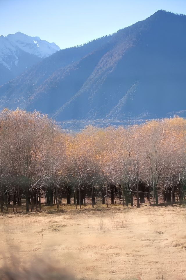 西藏林芝尼洋河濕地