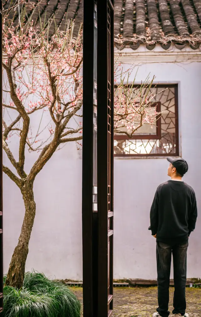 The place where the ancients read is so elegant, the plum blossoms of the Canglang Pavilion tell you