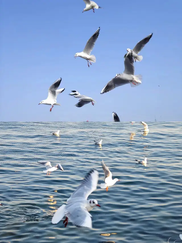 Qingdao Travel | Come to Qingdao's Zhanqiao Pier to see the seagulls