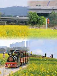 《深圳周邊遊：闖入油菜花的金色世界