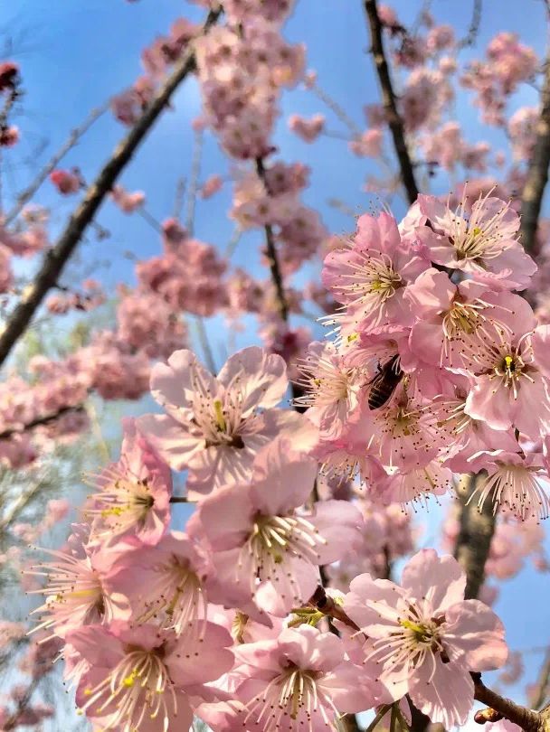 南山植物園櫻花季-拍攝點位收藏版